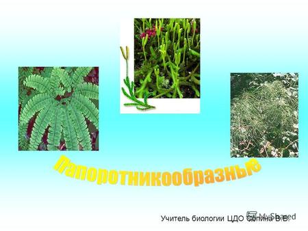 Учитель биологии ЦДО Сопина В.В.. 10 9 8 7 6 5 4 3 2 аропс 1 1. Клетка, с помощью которой размножается мох.