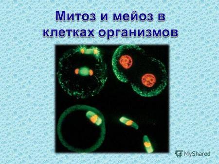Амитоз – прямое деление клетки путём перетяжки или инвагинации. При амитозе не происходит конденсация хромосом и не образуется аппарат деления. Амитоз.