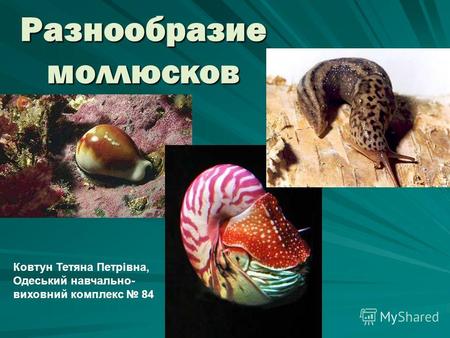 Разнообразие моллюсков Ковтун Тетяна Петрівна, Одеський навчально- виховний комплекс 84.