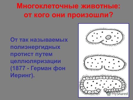 Многоклеточные животные: от кого они произошли? От так называемых полиэнергидных протист путем целлюляризации (1877 - Герман фон Иеринг).