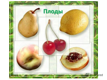 Плоды Костянка плод сочный односемянный. Костянка есть у персика, сливы, черемухи, вишни.