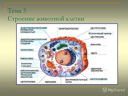 Тема 5 Строение животной клетки. Органоиды и части клетки Органоиды и части клетки (мембранные и немембранные компоненты). *Органоидами или органеллами.