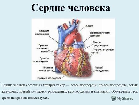 Сердце человек состоит из четырёх камер левое предсердие, правое предсердие, левый желудочек, правый желудочек, разделенных перегородками и клапанами.