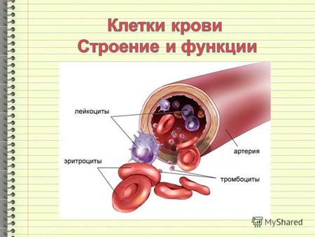 Эритроциты (красные кровяные клетки) – самые многочисленные клетки крови, содержащие гемоглобин. Их основная функция – доставлять кислород к тканям и.