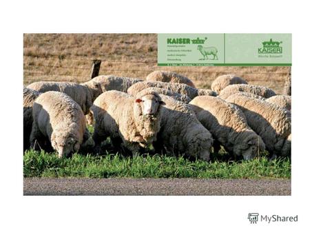 Добро пожаловать на Kaiser. Более чем 30 лет назад мы начали производить качественные изделия из овчины, которые уже завоевали множество призов специализированных.