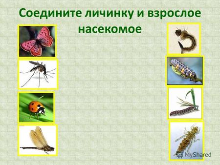 Соедините личинку и взрослое насекомое. Развитие насекомых С неполным превращением С полным превращением.