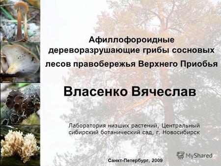 Лаборатория низших растений, Центральный сибирский ботанический сад, г. Новосибирск Афиллофороидные дереворазрушающие грибы сосновых лесов правобережья.