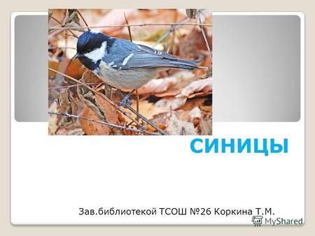 СИНИЦЫ Зав.библиотекой ТСОШ 26 Коркина Т.М. - название синица произошло не от синевы оперения этих птиц. На самом деле, из всех подмосковных синиц.