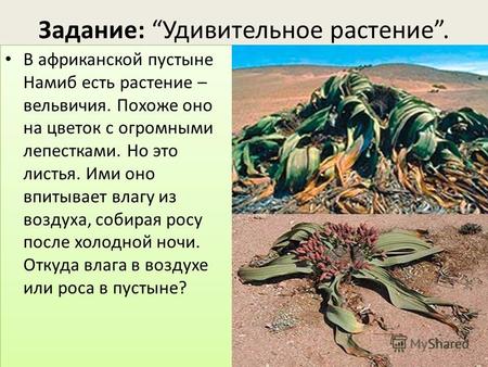 Задание: Удивительное растение. В африканской пустыне Намиб есть растение – вельвичия. Похоже оно на цветок с огромными лепестками. Но это листья. Ими.