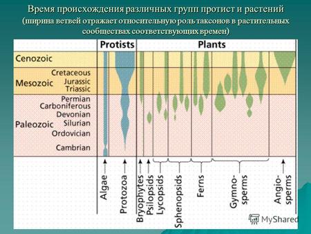 Время происхождения различных групп протист и растений (ширина ветвей отражает относительную роль таксонов в растительных сообществах соответствующих времен)