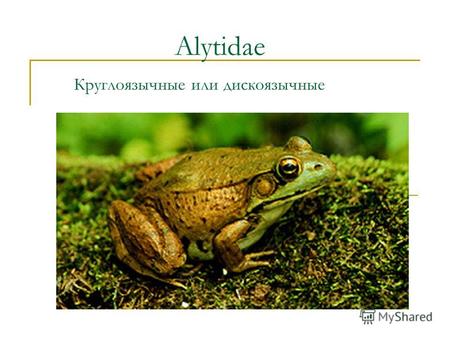 Alytidae Круглоязычные или дискоязычные. Отряд: Anura Семейство: Alytidae Род: Alytes Жабы повитухи Вид:Иберийская жаба-повитуха Alytes cisternasii Вид:Провинциальная.