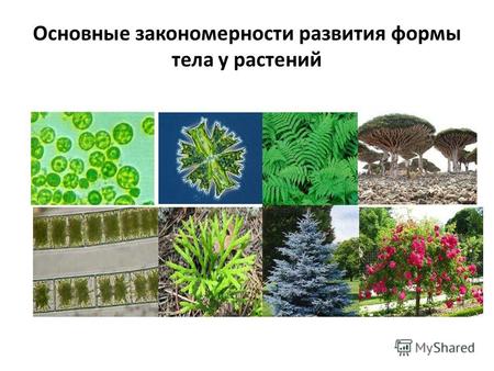 Основные закономерности развития формы тела у растений.