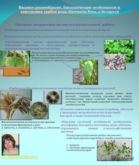 Видовое разнообразие, биологические особенности и таксономия грибов рода Alternaria Nees. в Беларуси Основные направления научно-исследовательской работы: