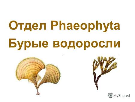 Отдел Phaeophyta Бурые водоросли. 1. Количество видов. 2. Уровень организации. 3. Тип таллома. 4. Строение клетки: - покровы, - фотосинтетический аппарат,