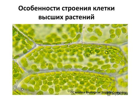 Особенности строения клетки высших растений. План лекции Отличие клетки растений от клетки животных. Свойства клеточной стенки. Химический состав клеточной.