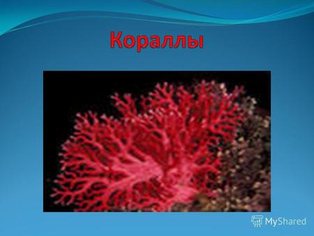 Кораллы это не красные или черные бусы и не снежнобелые колючие безделушки. Это морские животные, представители типа кишечнополостных, а бусы и украшения.