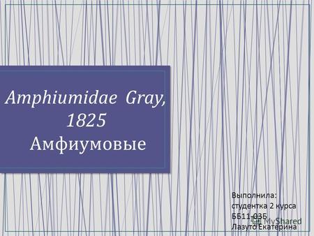 Amphiumidae Gray, 1825 Амфиумовые Выполнила : студентка 2 курса ББ 11-03 Б Лазуто Екатерина.
