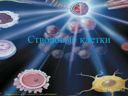 Image courtesy of NIH resource for stem cell research Стволовые клетки.