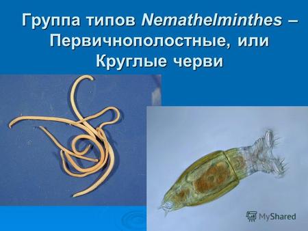 Группа типов Nemathelminthes – Первичнополостные, или Круглые черви.
