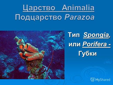 Тип Spongia, Тип Spongia, или Porifera - Губки. Глубоководные губки.