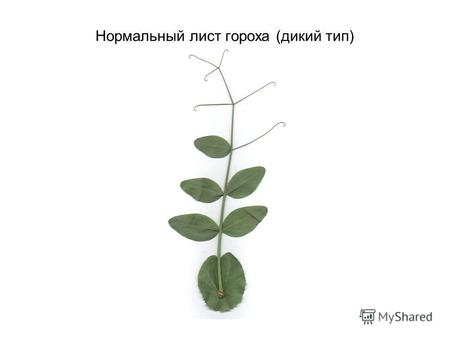 Нормальный лист гороха (дикий тип). Фенотип растений гороха, гомозиготных по рецессивной мутации af (слева) и tl (справа)