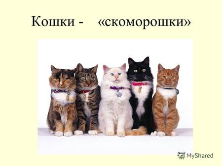Кошки - «скоморошки». Домашняя кошка абиссинской породы Научная классификация Царство: Животные Тип: Хордовые Класс: Млекопитающие Инфракласс: Плацентарные.