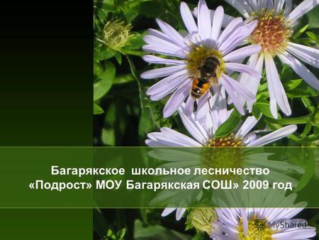 Багарякское школьное лесничество «Подрост» МОУ Багарякская СОШ» 2009 год.