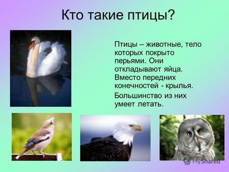 Кто такие птицы? Птицы – животные, тело которых покрыто перьями. Они откладывают яйца. Вместо передних конечностей - крылья. Большинство из них умеет летать.