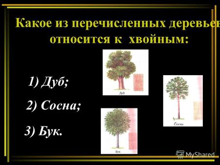 Какое из перечисленных деревьев относится к хвойным: 1) Дуб; 2) Сосна; 3) Бук.