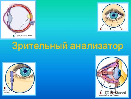 Зрительный анализатор. Сформировать знания о строении и функциях глаза, его частей Сформировать представление о глазных заболеваниях их причинах Обосновать.