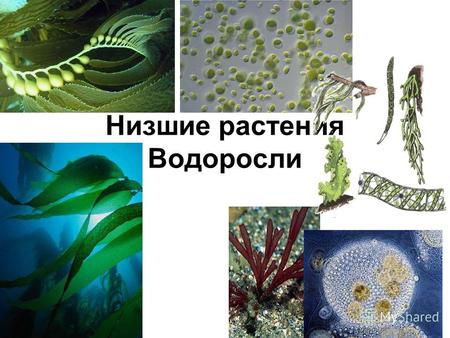Низшие растения Водоросли Биология 6 классБиология 6 класс Соколова И АСоколова И А.