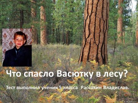 Что спасло Васютку в лесу? Тест выполнил ученик 5 класса Рассохин Владислав.