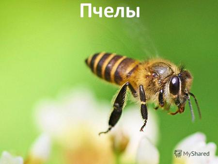 Пчелы Пчела Пчелу знают абсолютно все. Потому как обитает она на всех материках, исключая только самые холодные регионы. Это трудолюбивое насекомое часто.