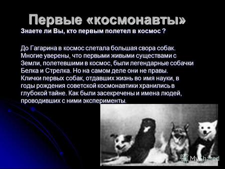 Первые «космонавты» Знаете ли Вы, кто первым полетел в космос ? До Гагарина в космос слетала большая свора собак. Многие уверены, что первыми живыми существами.