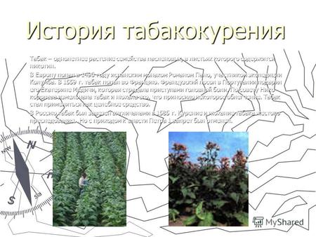 История табакокурения Табак – однолетнее растение семейства пасленовых, в листьях которого содержится никотин. В Европу попал в 1496 году испанским монахом.