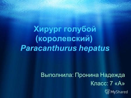 Хирург голубой (королевский) Paracanthurus hepatus Выполнила: Пронина Надежда Класс: 7 «А»