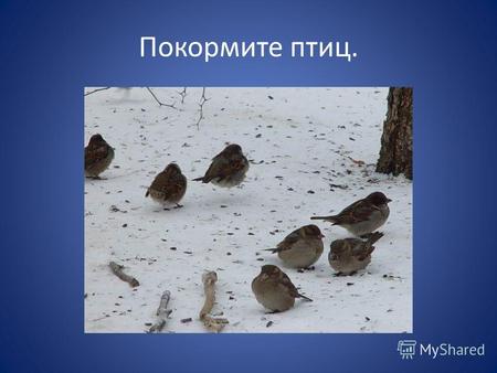 Покормите птиц.. Птицам трудно приходится зимой. Нередко они голодают. Во время метелей и сильных морозов много птиц погибает от голода. Особенно часто.