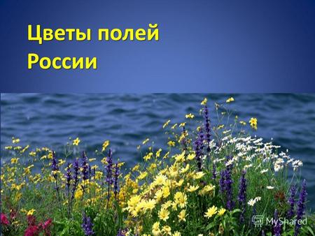 Цветы полей России