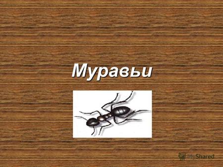 Муравьи Муравьиная семья. У разных видов насчитывают от нескольких десятков до нескольких миллионов особей. В муравейники живут: матка, недоразвитые самки.