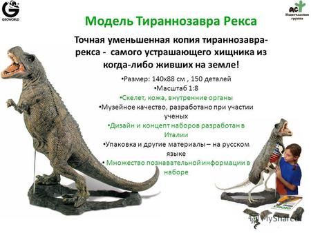 Модель Тираннозавра Рекса Размер: 140х88 см, 150 деталей Масштаб 1:8 Скелет, кожа, внутренние органы Музейное качество, разработано при участии ученых.
