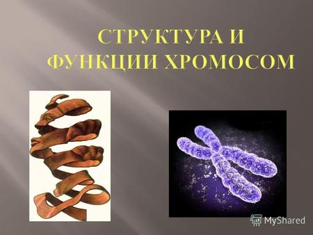 Строение хромосом Функции хромосом Виды хромосом Количество хромосом у растений и животных Нарушения структуры хромосом.