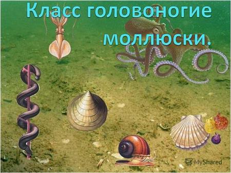 Жемчуг – удивительное перламутровое чудо, которое создают двустворчатые моллюски Головоногих моллюсков называют приматами моря Тридакна гигантская- огромный.