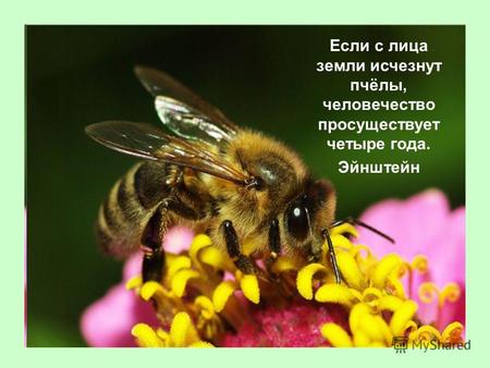 Если с лица земли исчезнут пчёлы, человечество просуществует четыре года. Эйнштейн.