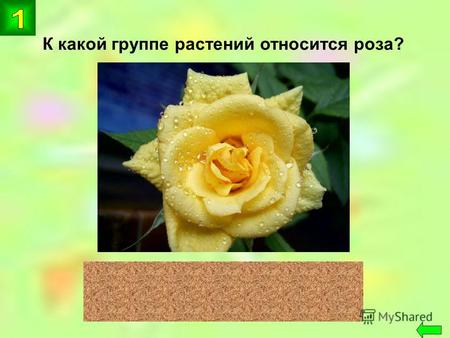 К какой группе растений относится роза? цветковые.