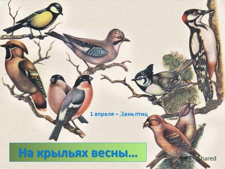 На крыльях весны… 1 апреля – Д ень птиц « Тени » По силуэту определить птиц.