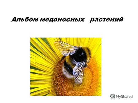 Альбом медоносных растений. Растения дающие пчелам пыльцу, нектар Практическое значение для пчеловодства имеют не более 150–200 видов растений. Многие.