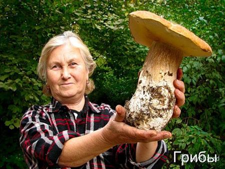 Грибы Опята Название происходит от характерного местообитания этих грибов: большинство их растёт на живой и отмершей древесине, на пнях. Название происходит.
