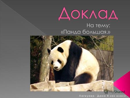Панда известна сегодня всему миру. Симпатичный черно-белый медведь стал эмблемой Всемирного фонда охраны природы и символом природоохранных мероприятиях.