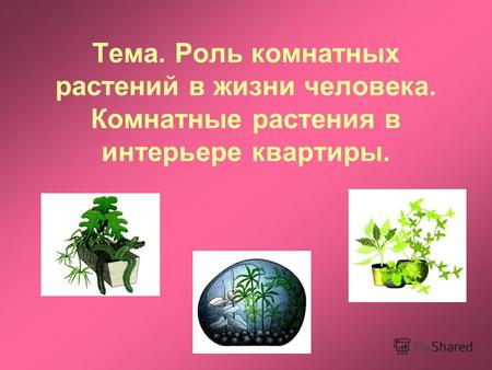 Тема. Роль комнатных растений в жизни человека. Комнатные растения в интерьере квартиры.