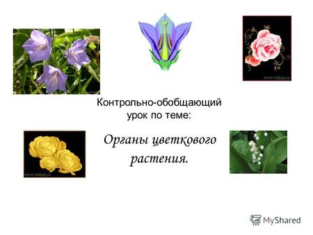 Контрольно-обобщающий урок по теме: Органы цветкового растения.